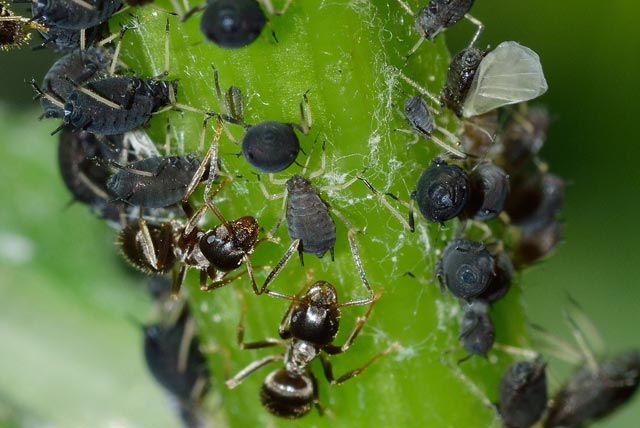 Aphids and ant infestation tree pests